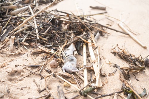 Preview: Closeup of dead rat on sandy beach amidst pollution and garbage