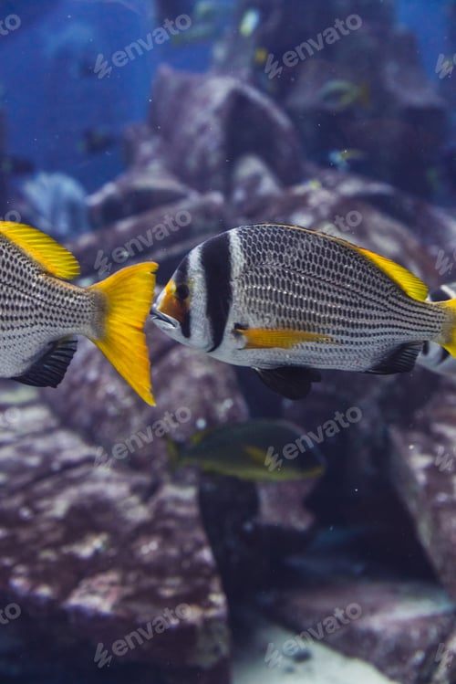 Preview: Exotic fish in aquarium