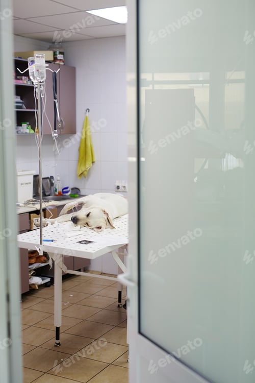Preview: Sick dog