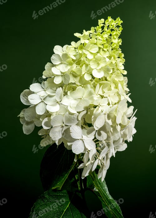 Preview: White Hydrangea Annabelle flower on a green background