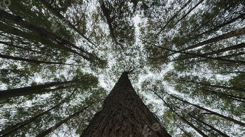 Preview: Trees