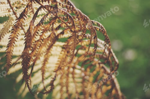 Vista previa: Fern autumn fall brown dry leaves green background