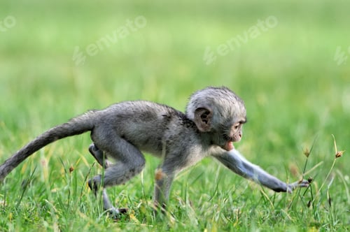 Preview: Vervet monkey