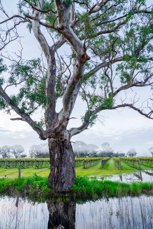 Preview: Winter Vineyard