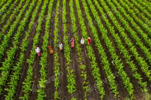 Visualização: Vista aérea do campo de agricultura verde, Índia.