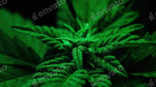 Preview: Indica rasterized herbal cannabis in glowing neon light. Sativa marijuana bush.