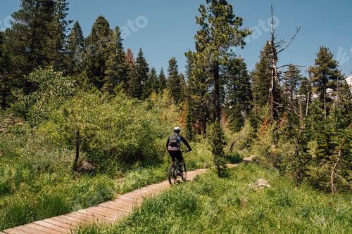 Preview: Man cycling on path through forest, Mammoth Lakes, California, USA, North America