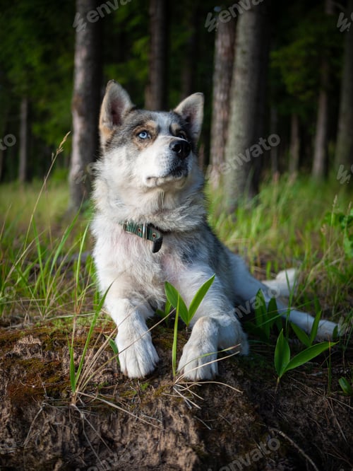 Preview: Portrait of a Siberian dog breed during sunset in a meadow.