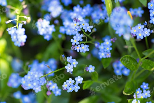 Preview: Forget-me-not
