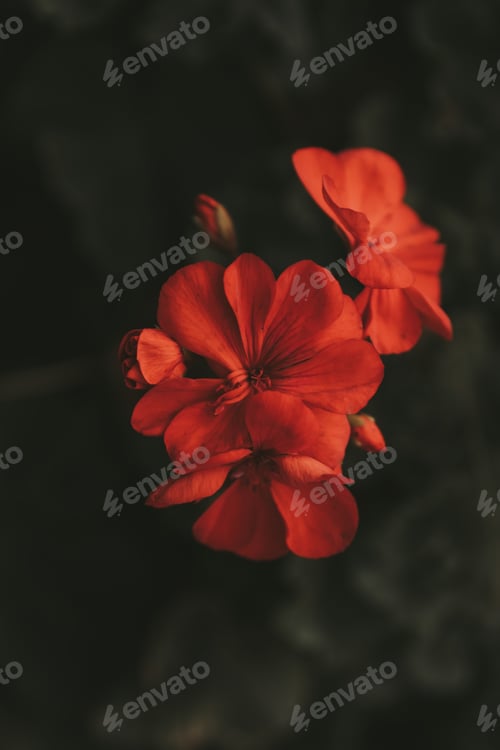 Preview: Closeup shot of a beautiful flower growing in a tropical wild jungle