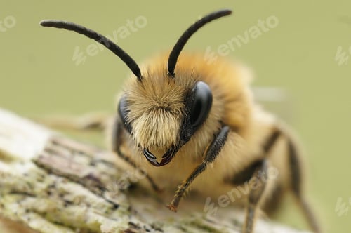 Preview: Closeup of Colletes cunicularius bee perching on wood