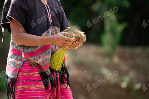 Preview: Farmers are planting rice in the farm, Thailand.