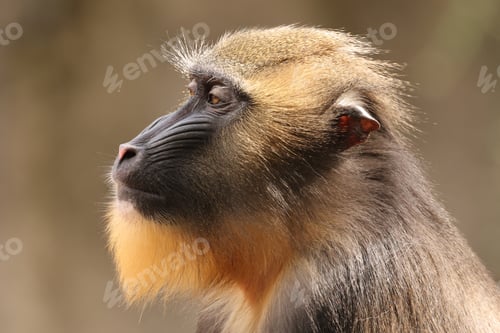 Preview: The mandrill (Mandrillus sphinx)