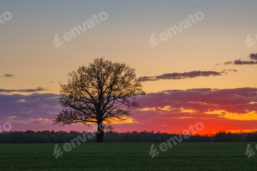 Preview: Red Sunset Over wild fields with Oak tree