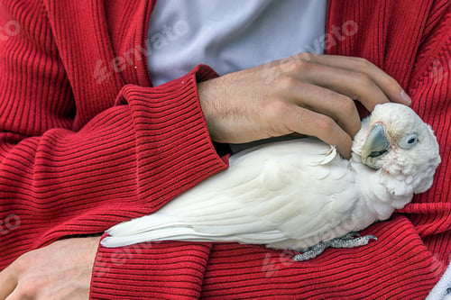 Preview: bird, cockatoo, pet, parrotsss