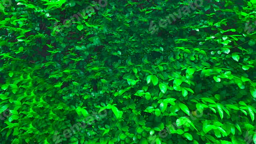 Preview: Green forest plant flower nature leaf beautiful pretty background symbol sign decoration ornmanet fr