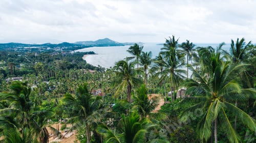 Preview: Aerial scenery view beautiful slope with lush palm trees