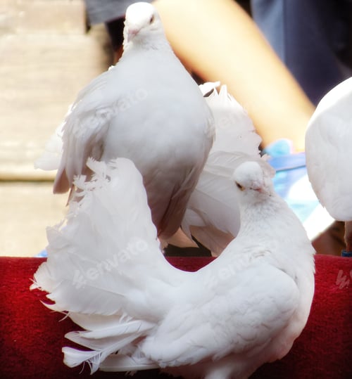 Preview: Dancing Doves