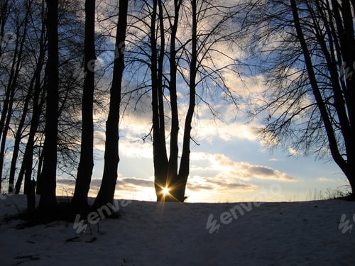 Preview: Trees and sun on evening sky background