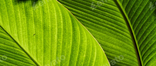 Preview: Macro Shot Of Green Leaf
