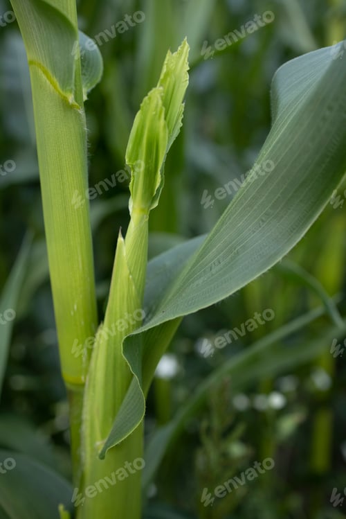 Preview: Agricultural land of green corn farm. Corn stalks close up. cultivated fields.