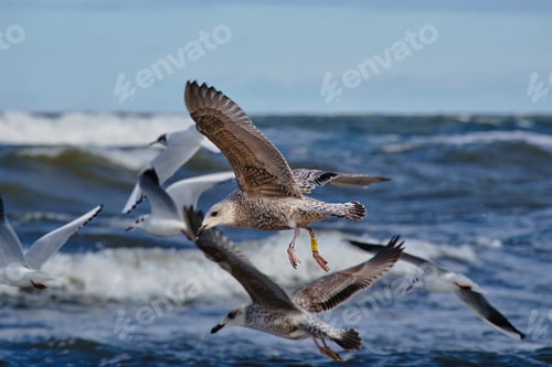 Preview: seagulls flying low above the ocean on a sunny day