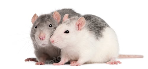 Preview: Two rats, 12 months old, in front of white background