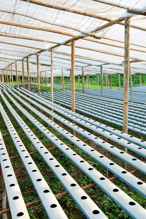 Preview: Hydroponics vegetable farm
