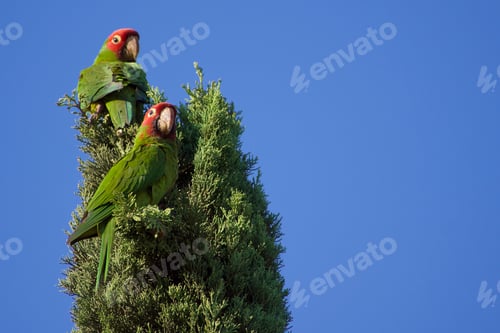 Preview: Two wild parrots in an Italian cypress tree against a clear blue sky.
