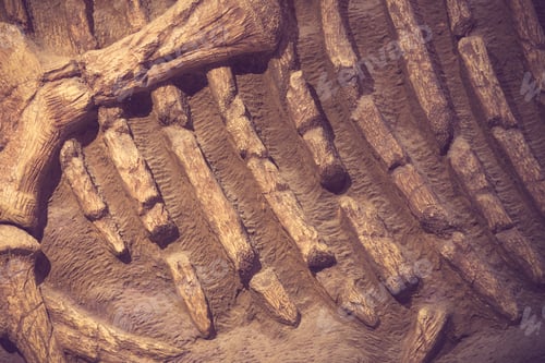 Preview: Dinosaur fossil vintage color