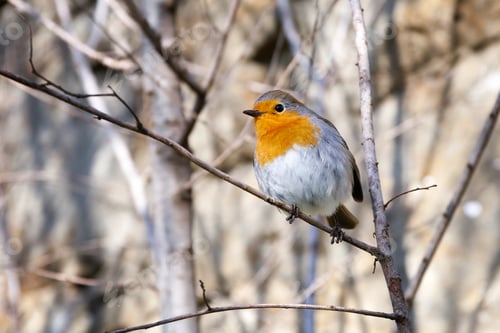 Preview: robin bird on a branch