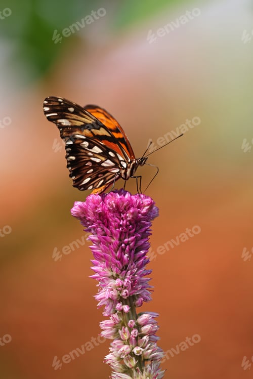 Preview: Close up shot of beautiful butterfly