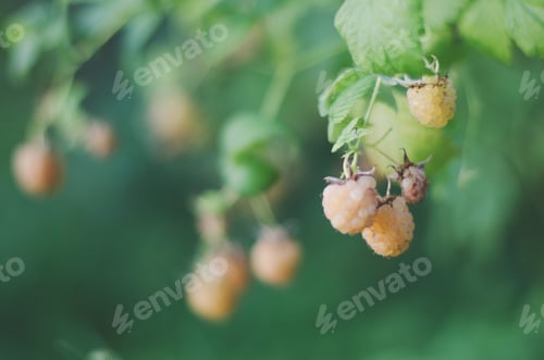 Vista previa: Raspberry picking yellow sweet green background berry berries delicious organic food nutrition
