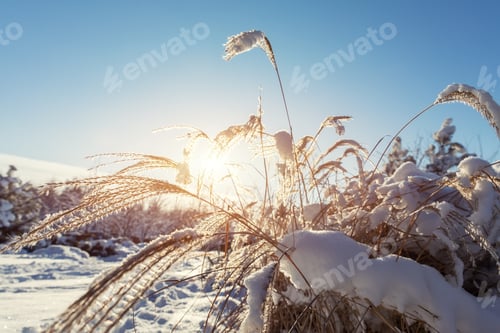 Preview: Scenic close-up view Japanese Miscanthus Sinensis dry frozen leaves in home backyard ornamental