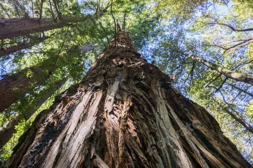 Preview: Tall Redwood tree (Sequoia sempervirens), California