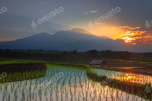 Preview: Beautiful morning view indonesia Panorama Landscape paddy fields with beauty color and sky natural