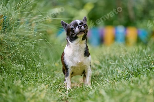 Preview: Confident chihuahua standing in lush green garden