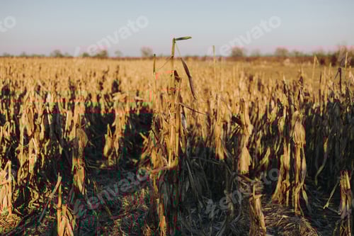 Preview: Beautiful shot of a dry corn field with a blue sky in the background