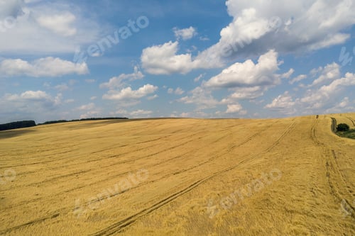 Preview: Aerial view of yellow agriculture wheat field ready to be harvested in late summer.