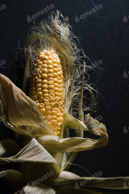 Preview: Corn with leaves on a dark gray background
