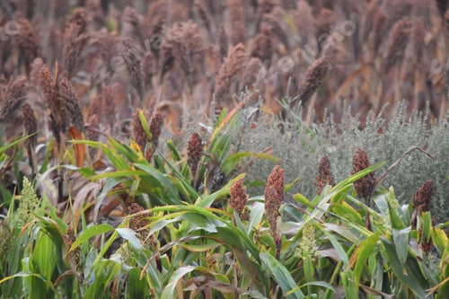 Preview: Farmland. Growing grain