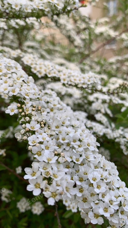 Preview: A bush blooming with white flowers