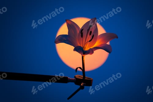 Vista previa: Lilium candidum flower against projector monitor in illuminated room