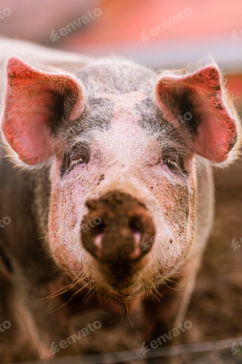 Preview: farm animals and rural economy