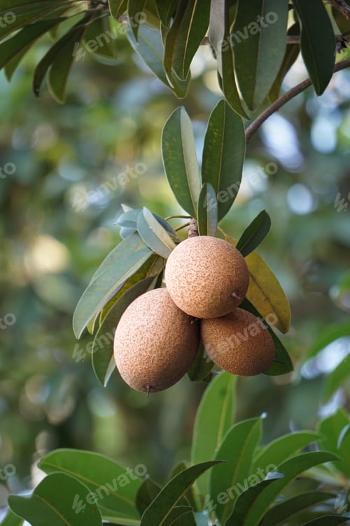 Preview: Three Sapodilla fruit on the tree
