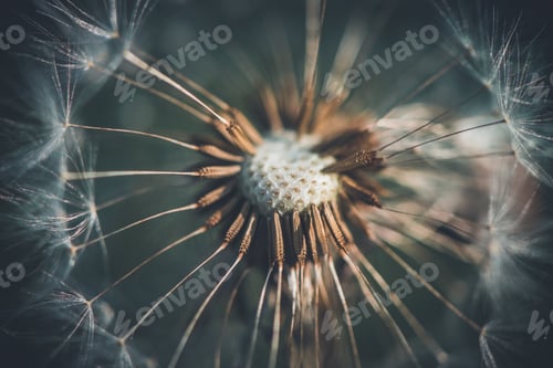 Preview: photo of white dandelion macro, nature, summer time