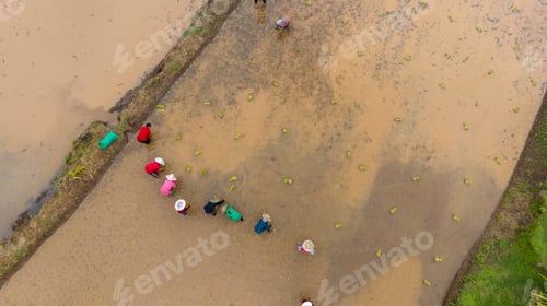 Preview: Asian Thailand farmer transplant rice seedlings in rice field. Aerial view of Farmer planting