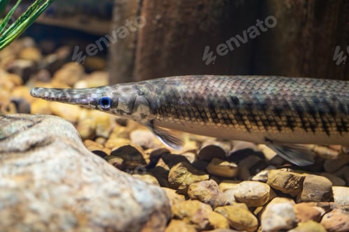 Preview: Spotted Gar (Lepisosteus oculatus) - Freshwater fish
