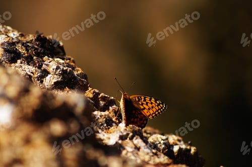 Preview: Butterfly on the rock