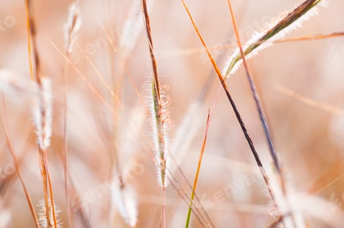 Preview: Fresh green grass with dew drops closeup. Nature Background